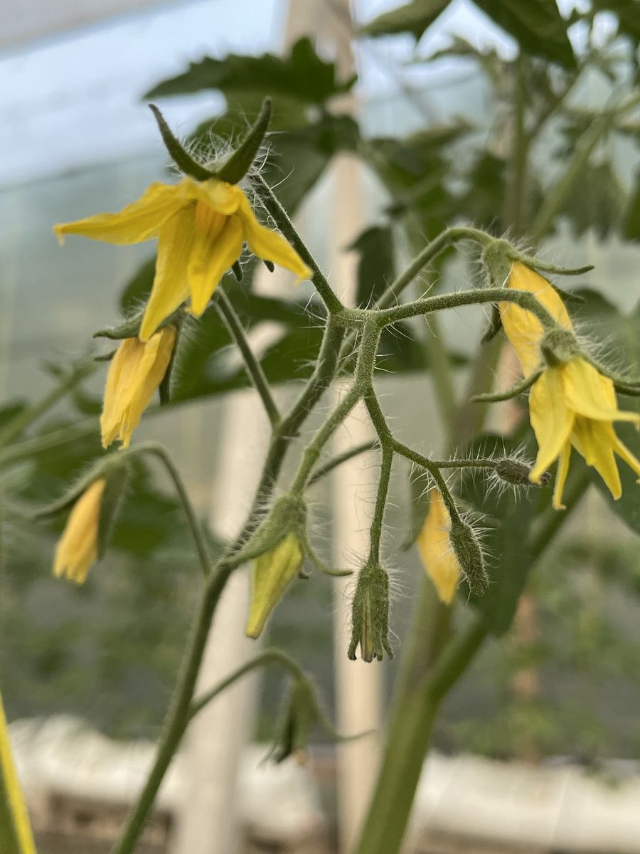 Flors grogues de la tomaquera